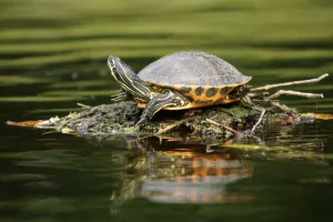 Iargo Springs Turtle