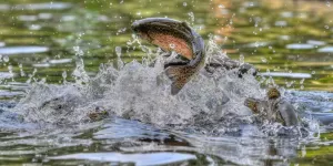 Trout Fishing in the Ausable River